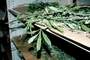 Cannabisplantasje avslrt p Bygdy